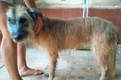 Localizan un perro perdido en Tarrés que había recorrido15 kilómetros solo