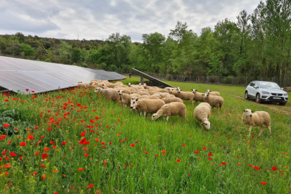 Un rebaño de ovejas entre paneles solares en Talarn.