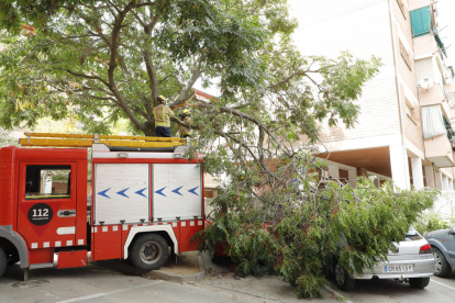 Los Bomberos cortaron la rama, de grandes dimensiones. 