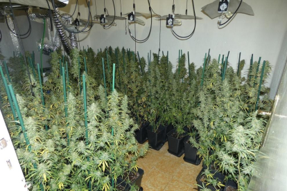 Una de las habitaciones del piso, llena de plantas de marihuana.