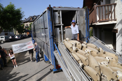 Ramon Cornellana subiendo las 450 ovejas al camión para trasladarlas desde el Sobirà a Les Garrigues, donde pasarán el verano. 