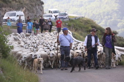 Ramon Cornellana subiendo las 450 ovejas al camión para trasladarlas desde el Sobirà a Les Garrigues, donde pasarán el verano. 