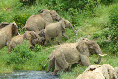 La sequera mata a Kènia 1.235 animals salvatges, inclosos 205 elefants