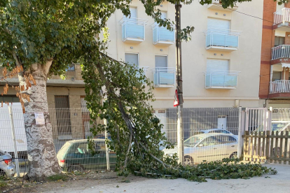 Bombers retirant un arbre que va caure sobre un cotxe al carrer Esperança González.