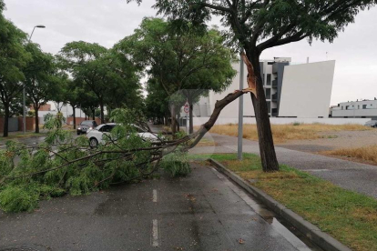 Un arbre caigut pel vent al barri de Ciutat Jardí de Lleida.