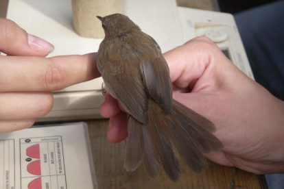 Imatge d'arxiu d'un taller d'anellatge d'ocells per estudiar les aus del parc de la Mitjana de Lleida.