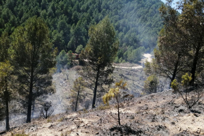 El foc va arrasar una hectàrea de bosc.