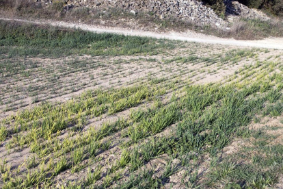 Un camp de cereals afectat per la sequera a Cervera el 2019.