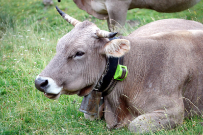 Primer pla d'una vaca amb un collar GPS al coll.
