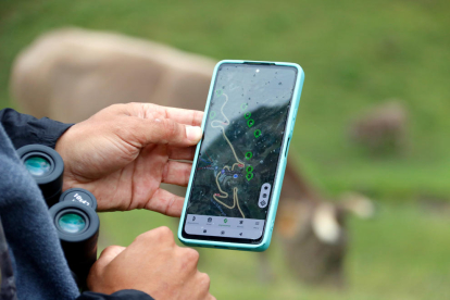 Un móvil donde se ve la localización de los animales con collar GPS,