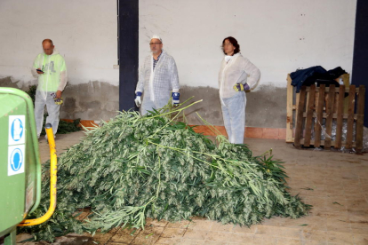Algunos de los agentes supervisando el desmenuzamiento de la marihuana encontrada por los Mossos d'Esquadra en una nave del barrio de la Bordeta de Lleida en 2017.