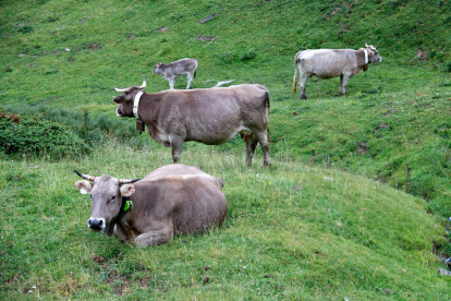 Un rebaño de vacas con collares GPS en Alt Àneu. 