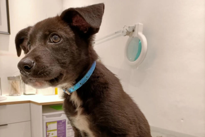 Milo, tras ser visitado en la clínica veterinaria. 