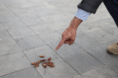 Un veí assenyala diversos escarabats morts a la plaça Pau Casals.