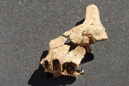 Atapuerca pone cara al primer europeo:¿cómo éramos hace 1,4 millones de años?