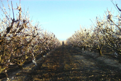 Los aspersores en pleno funcionamiento en fincas del Algerri-Balaguer.