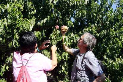 Comencen les visites guiades als camps d'Aitona amb la recollida de la fruita com a part del projecte Fruiturisme
