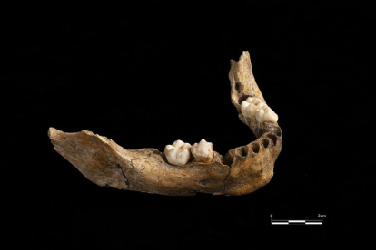 Hallan una mandíbula humana de hace 15.000 años en Vimbodí