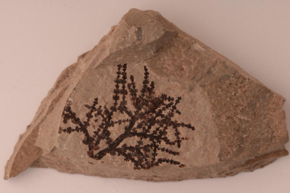 Fósil de Montsechia vidali,