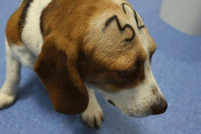 Neguen que estigui previst el sacrifici de cadells beagle en un experiment a Barcelona