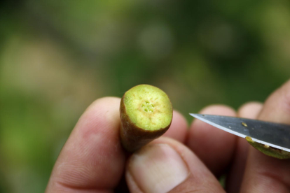 Una pera en fase de crecimiento abierta por la mitad donde se pueden ver los daños de la helada por la falta de semilla.