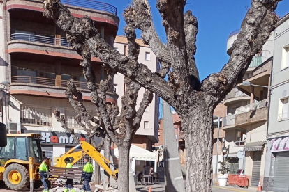 Obres per arrancar i traslladar els arbres de la plaça Sant Pere.