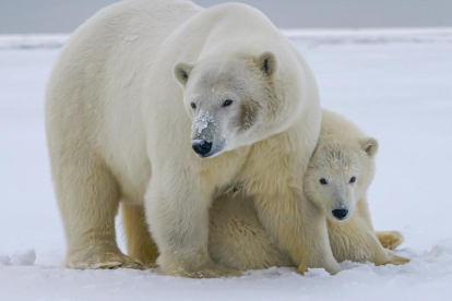 Un oso polar con su cría.
