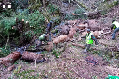 Agentes Rurales trabajando en la retirada de los 15 caballos muertos en el municipio de Soriguera. 