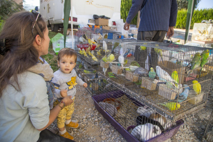 Les aus van omplir de color el recinte firal de Vilanova de Meià. A la dreta, un comprador pagant per l’adquisició de perdius.