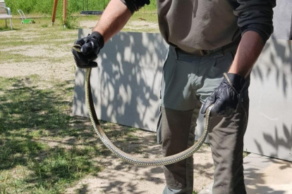 Capturen una serp verda de més d'un metre en un pati d'una escola de Manresa