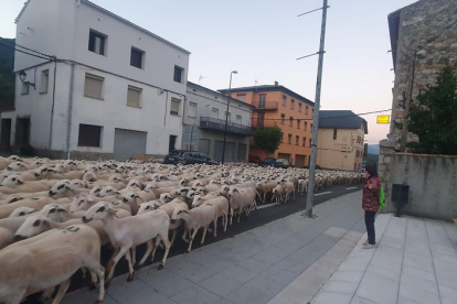 Imatge de les ovelles creuant Vilaller ahir a primera hora del matí.