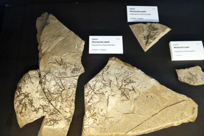 Primers passos per virtualitzar la col·lecció de fòssils de la Pedrera de Meià