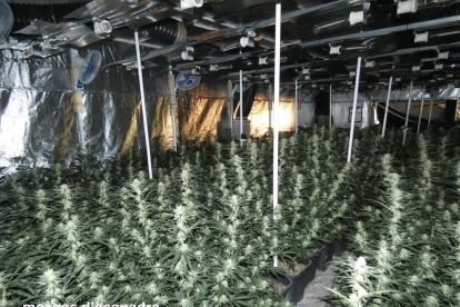 Al magatzem hi havia un complex ‘laboratori’ per fer un cultiu intensiu indoor de marihuana.