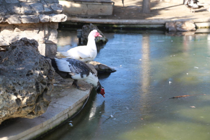 Uns ànecs intenten beure en un estany gelat per les baixes temperatures a Fondarella