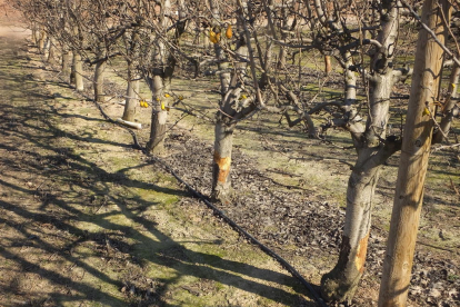 Troncos de árboles dañados por los conejos en Torres de Segre.