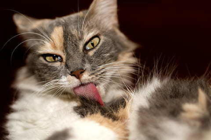 ¿Por qué tienen los gatos la lengua rasposa?