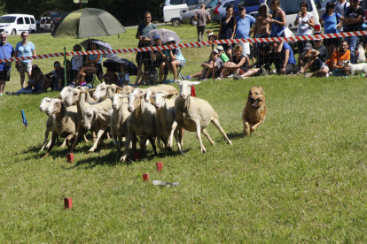 L’última celebració del concurs de gossos d’atura.