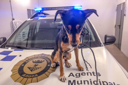 Imatge del gos, rescatat pels agents municipals.