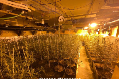 Una plantació de marihuana descoberta pels Mossos d’Esquadra la primavera passada.