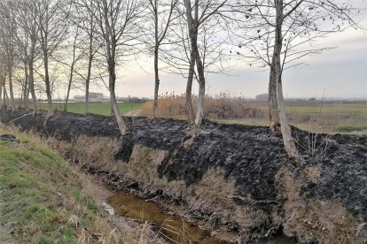 Alguns dels arbres cremats a la banqueta del canal d'Urgell al terme municipal de Bellvís