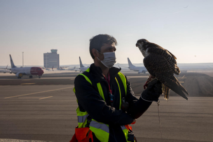 Imatge d’un falcó pelegrí al costat dels avions aparcats a l’aeroport d’Alguaire.