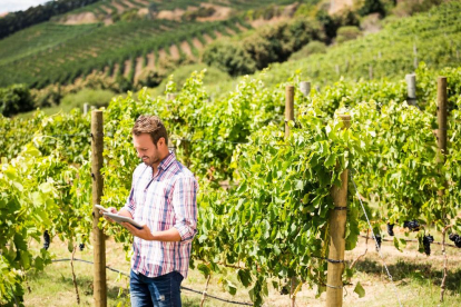 Intel·ligència artificial i dades geoespacials per a la gestió sostenible de les vinyes
