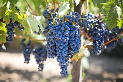 Intel·ligència artificial i dades geoespacials per a la gestió sostenible de les vinyes