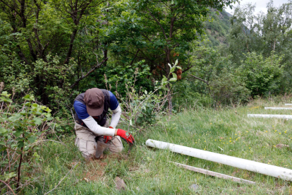 Un operari plantant una pomera a Tavascan, al municipi de Lladorre.