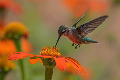 Un colibrí.
