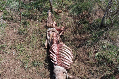 Los restos de la oveja encontrada muerta por el posible ataque de un oso en Naut Aran.