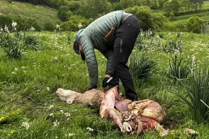 Imagen de la oveja muerta en la finca de Bagergue.