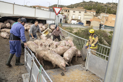 Vuelca un camión cargado con más de doscientos cerdos en Biosca 