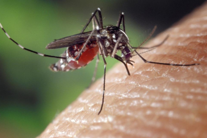 Aquest és el truc viral per acabar amb els mosquits