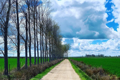 Fotografía de un paisaje de primavera en el camino de Sant Jaume en Palencia. Jordi Recasens